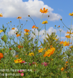 지역축제 문제점